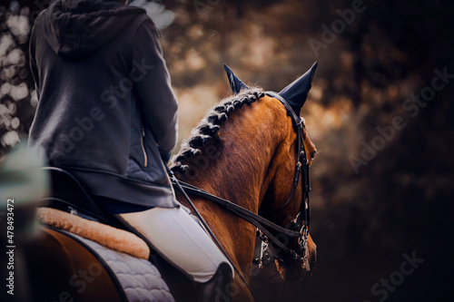 A rear view of a beautiful bay horse with a rider in the saddle and with a dark braided mane, which gallops in the evening against the background of dark leaves of trees. ©  Valeri Vatel