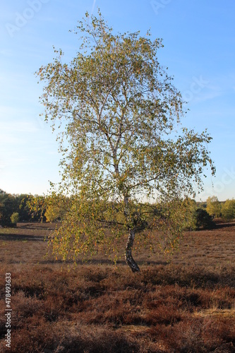 Einzelner Baum