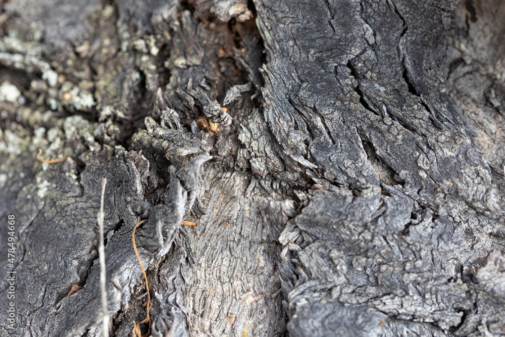 rough nature textures great for backgrounds rough nature textures great for backgrounds