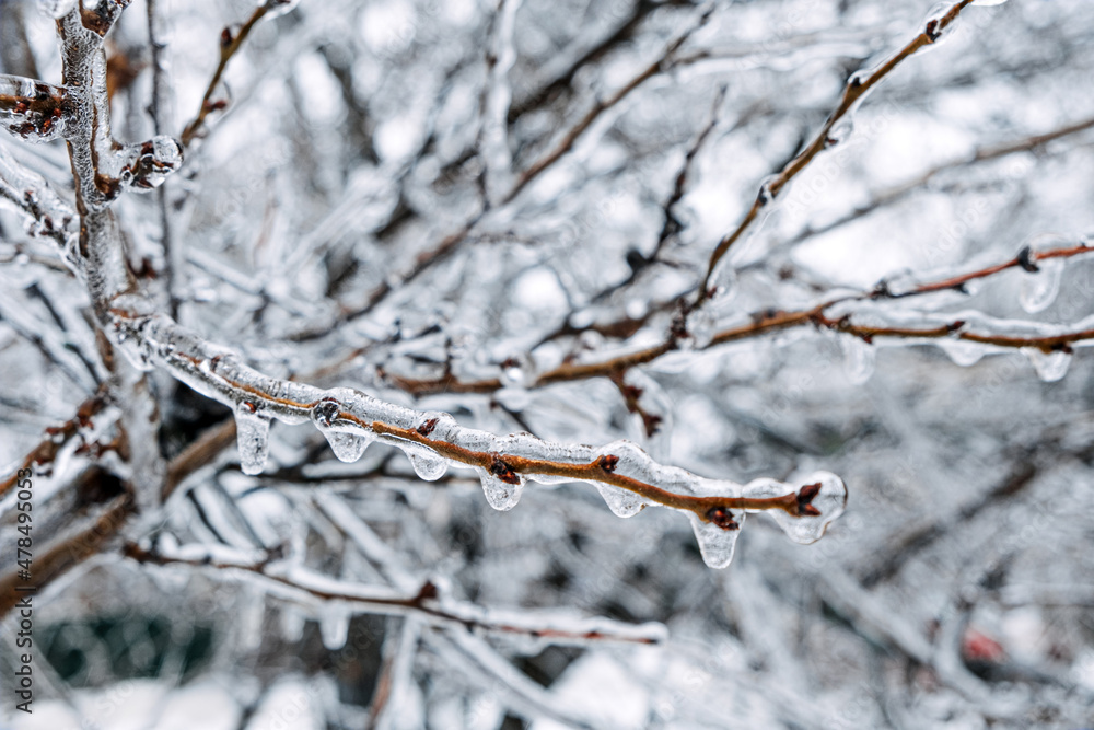 Freezing Rain, Icing Hazards. Frozen tree branch in winter city. Icy tree branches close-up. Icing, frozen bushes. Icing conditions. Selective focus Freezing Rain, Icing Hazards. Frozen tree branch in winter city. Icy tree branches close-up. Icing, frozen bushes. Icing conditions. Selective focus