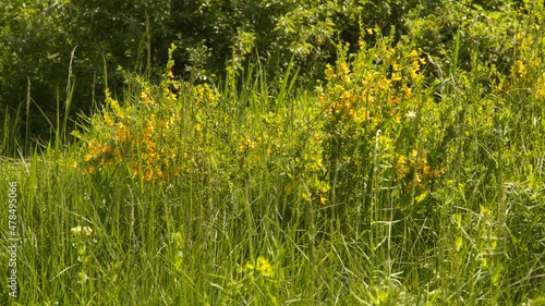 A bush with yellow flowers among the tall grass. Natural spring background