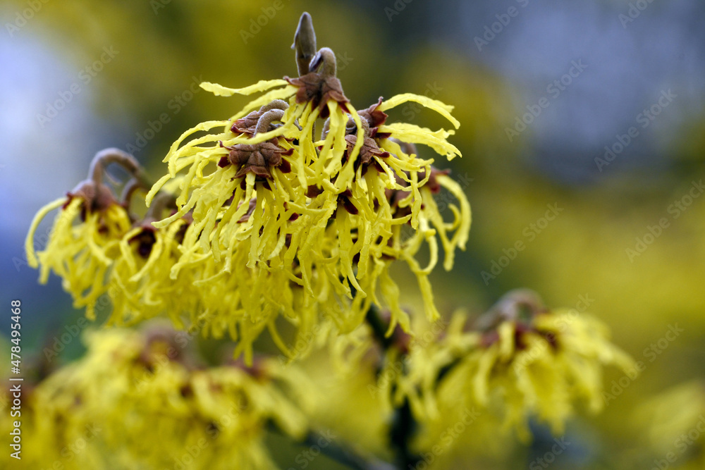 Gelbe Hamamelis