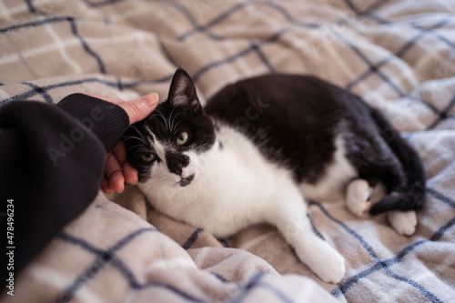 Young Asian woman playing with young black and white cat on top of bed with warm sheets in bedroom