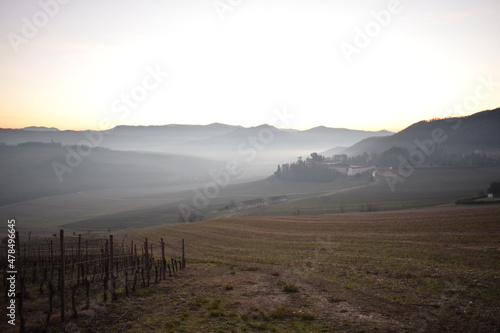 Nebbia in collina in oltrepò pavese photo