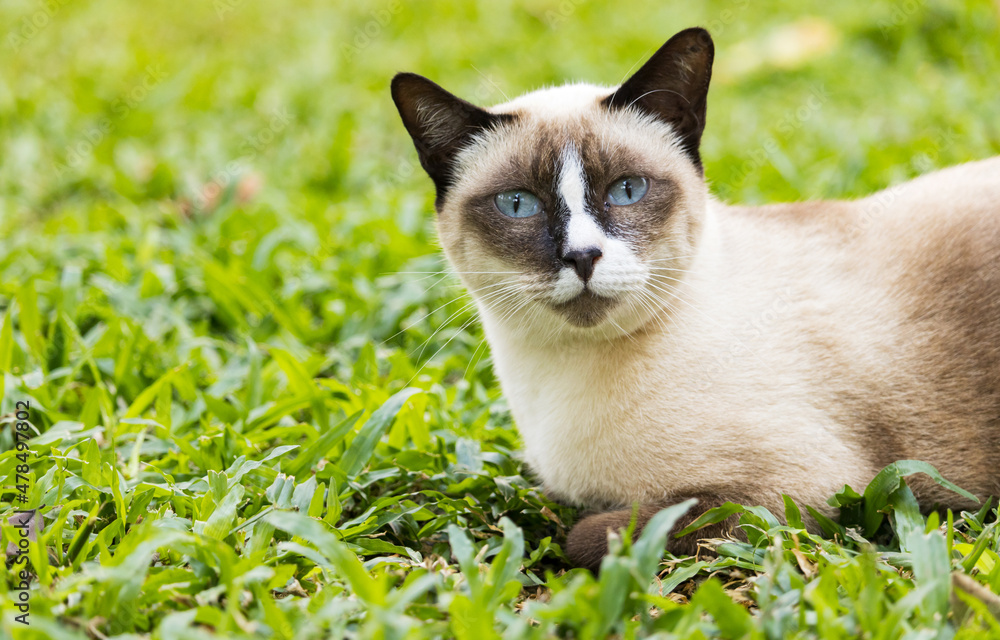 cute cat lying on the grass and looking at  camera
