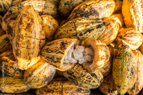 Fresh cocoa pods on cacao background