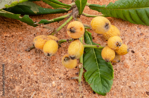 A Bunch Of Loquat Fruirs photo