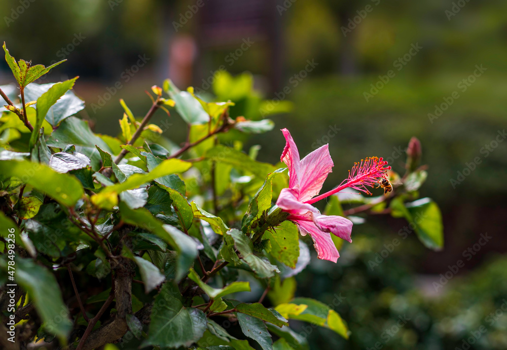 Bee next to a pink hibiscus flower on a blurred background. Selective focus