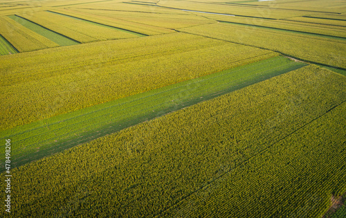 Aerial view of the maize and soybean field from drone © lzf