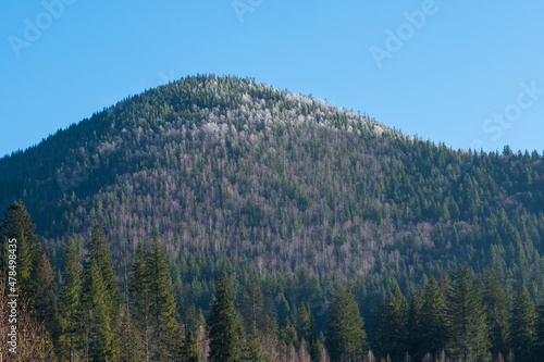 Carpathian forest. The mountain slopes are covered with pine forests