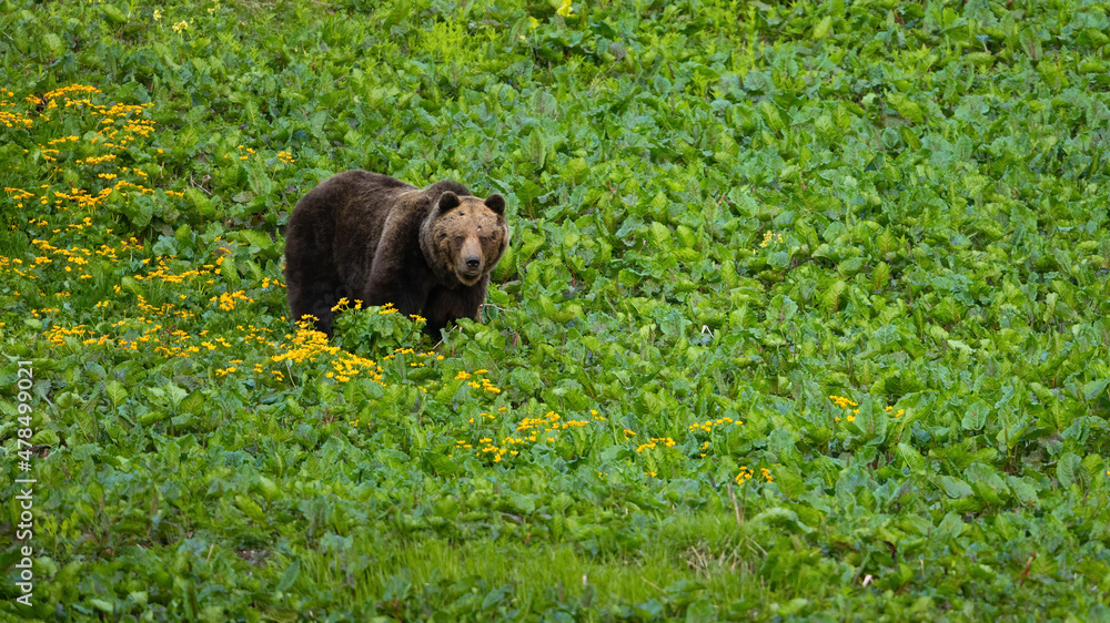 Brown bear, ursus arctos, standing in growing greenery in springtime. Large brown mammal walking in alpine mountains. Big wild animal moving in green wilderness.