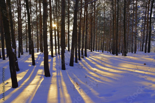 Radially diverging shadows from pine trunks in a winter forest
