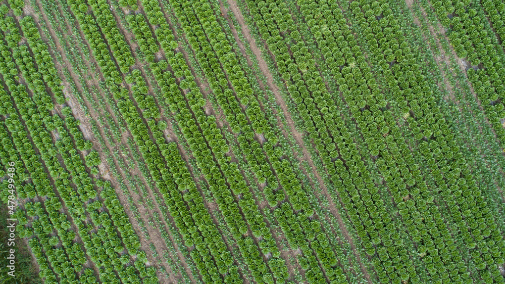 Aerial view of green chinese cabbage field from drone