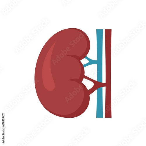 Renal kidney icon flat isolated vector