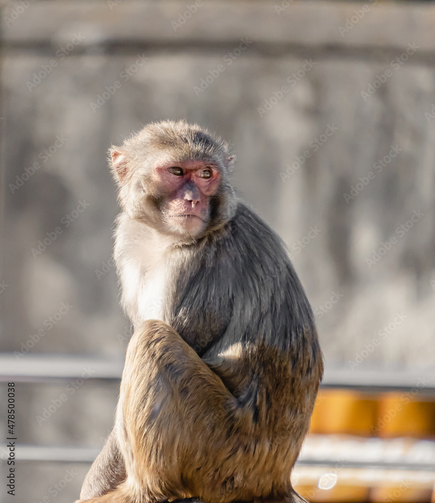 Naklejka premium 猿