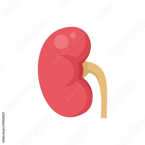 Pain kidney icon flat isolated vector