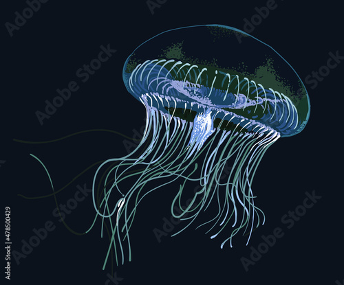 Aequorea jellyfish pictures, tentakel, dangerous, art.illustration, vector