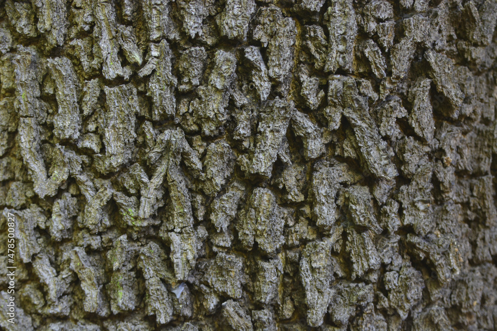 dried bark from a large tree for background image dried bark from a large tree for background image