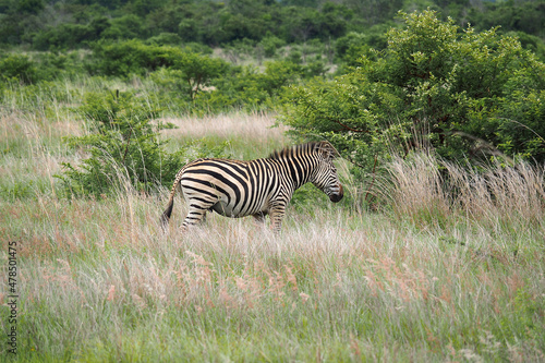 Plains Zebra  Equus quagga  formerly Equus burchelli   on the Veld in Zimbabwe