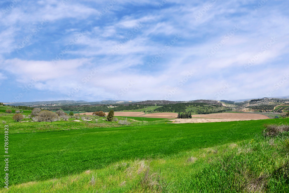 Green grain fields in Israel