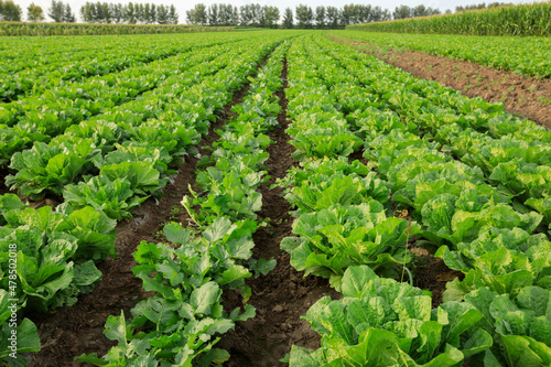 Chinese cabbage crops growing at field Fototapet