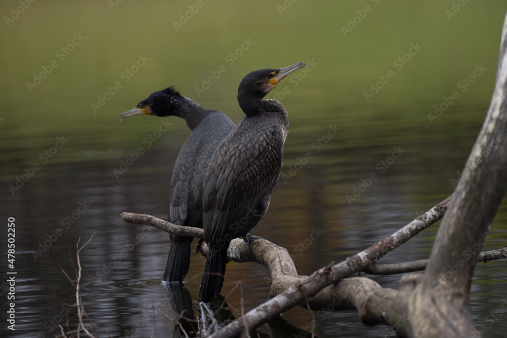 Fototapeta premium night heron