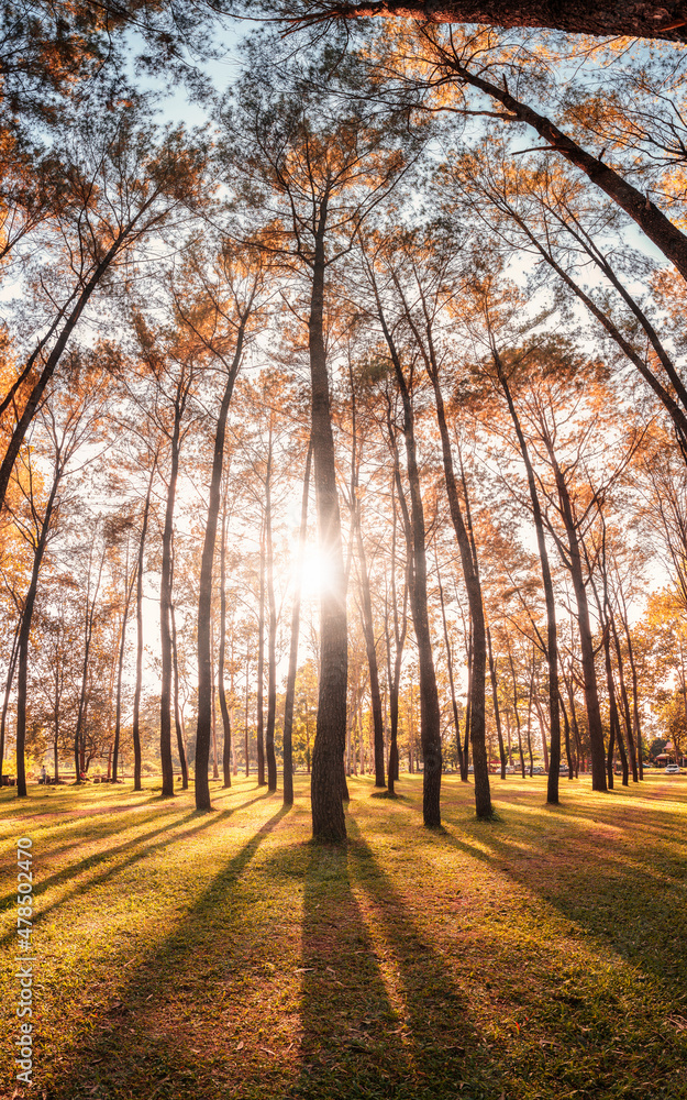 Fototapeta premium Sunset through the pine trees in autumn forest on conservation area