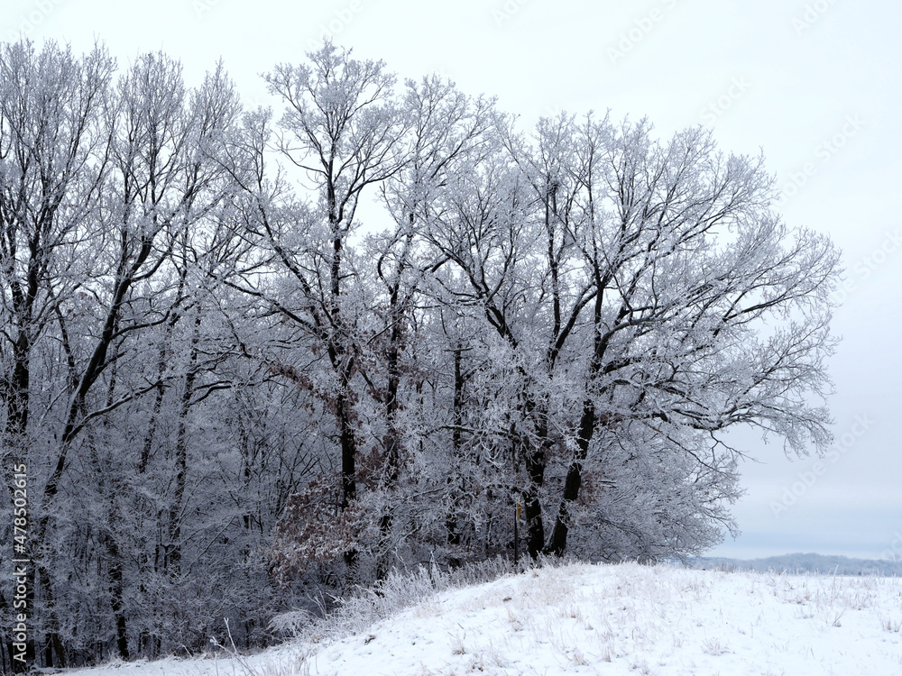 Fototapeta premium Winterwald