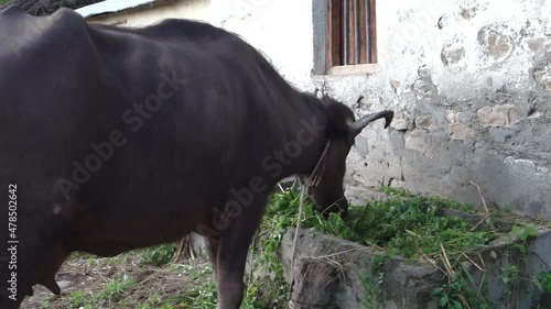 A close up video clip of domestic water buffalo in northern himalayan region in India eating grass. photo