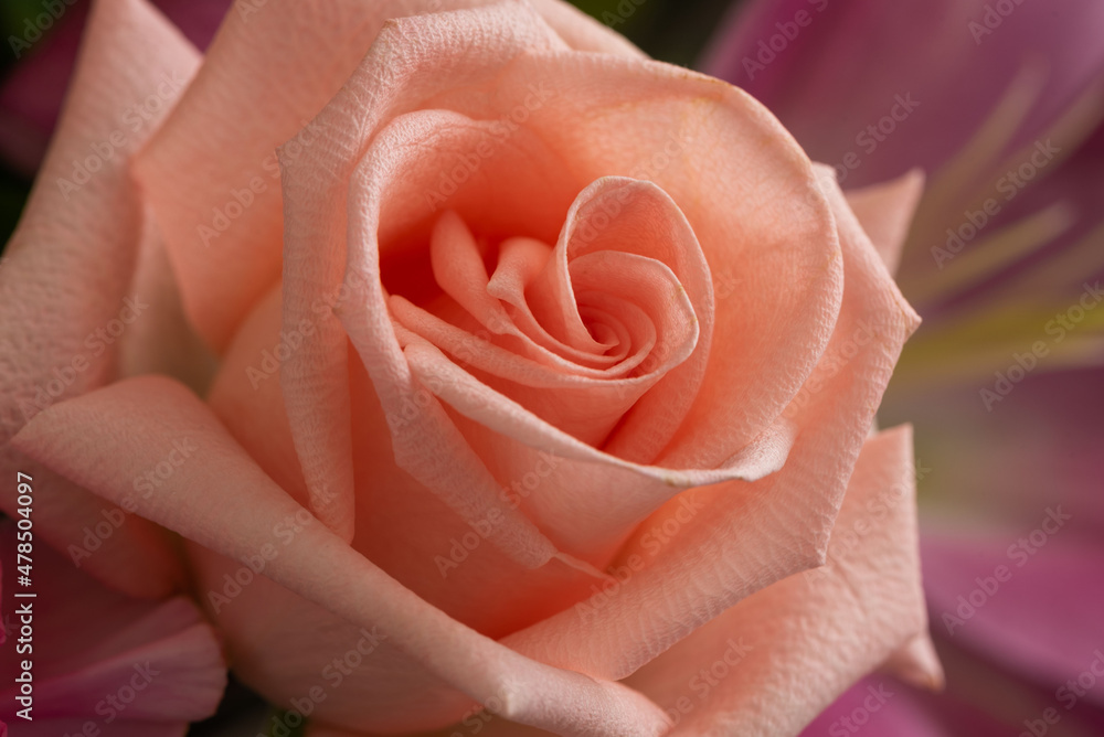 Close-up beautiful pink rose