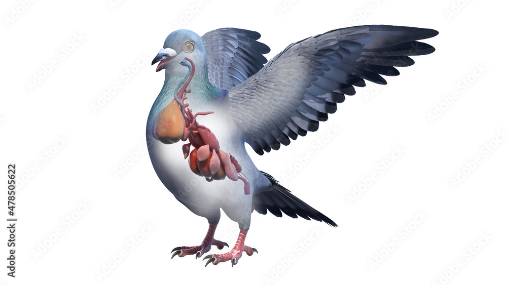 3d rendered illustration of a pigeons anatomy - the organs 3d rendered illustration of a pigeons anatomy - the organs