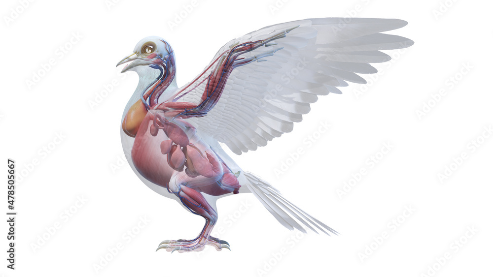 Obraz premium 3d rendered illustration of a pigeons anatomy