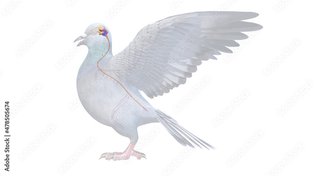 Fototapeta premium 3d rendered illustration of a pigeons anatomy - the nervous system