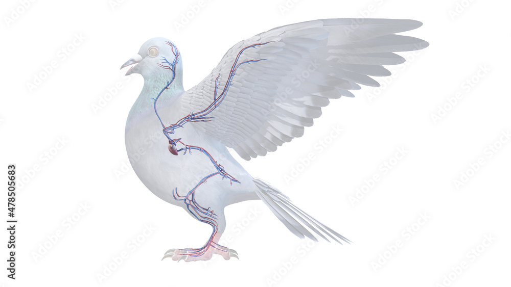 Obraz premium 3d rendered illustration of a pigeons anatomy - the vascular system