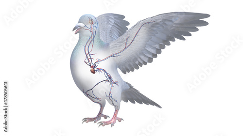 3d rendered illustration of a pigeons anatomy - the vascular system