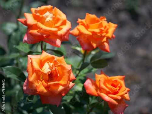 Four orange roses on a sunny day. Rose flowers close-up.