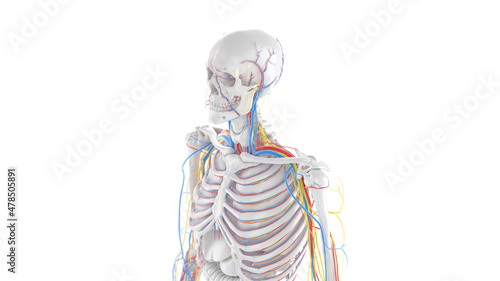 3d rendered illustration of the upper body anatomy