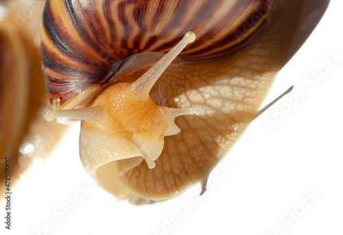 Giant African snail Achatina on white background. Achatina snail baby close up macro. Tropical snail Achatina fulica with shell.