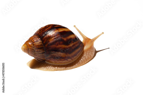 Giant African snail Achatina on white background. Achatina snail baby close up. Tropical snail Achatina fulica with shell.