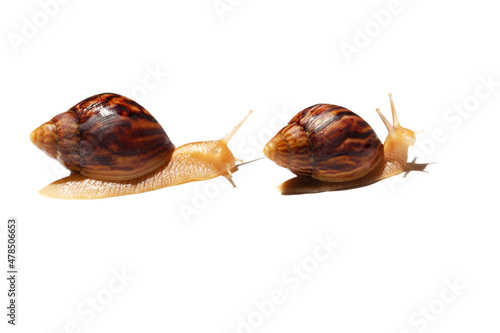Giant African snail Achatina on white background. Two achatina snail baby close up macro. Tropical snail Achatina fulica with shell.