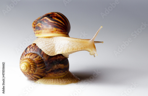 Giant African snail Achatina on white background. Two achatina snail baby close up macro. Tropical snail Achatina fulica with shell.