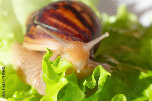Giant tropical brown snail Achatina eating green lettuce over white background. Baby Snail akhatina with a shell macro photography. Close-up of a mollusk.