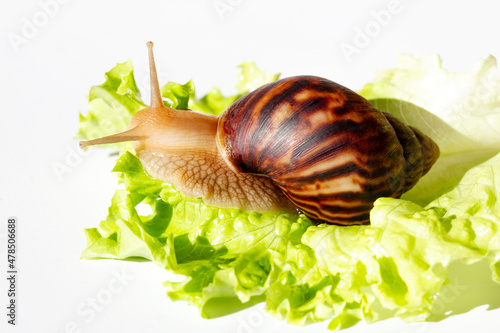 Giant tropical brown snail Achatina eating green lettuce over white background. Baby Snail akhatina with a shell macro photography. Close-up of a mollusk.