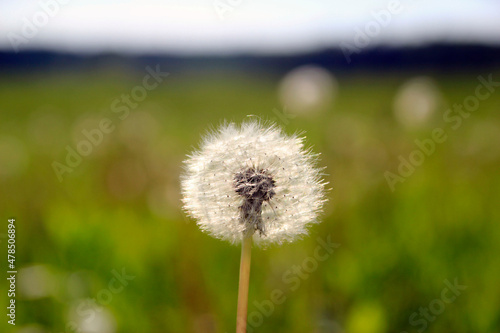 Beautiful white dandelion on a lawn