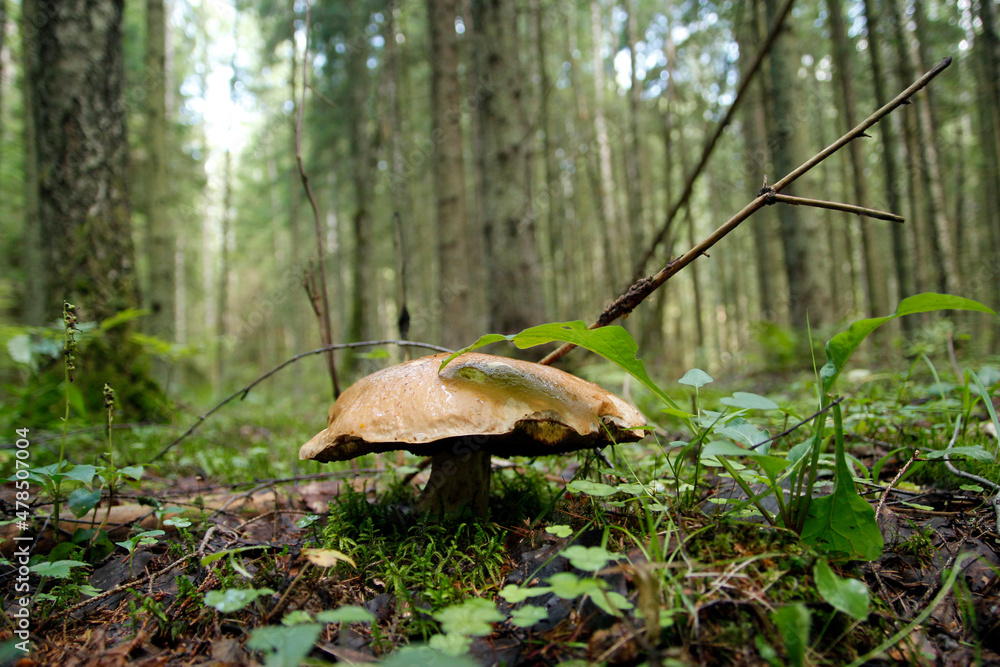 Fototapeta premium Boletus mushroom on moss in the forest