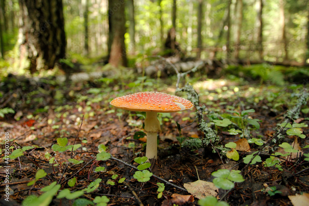 Amanita muscaria in forest - poisonous toadstool commonly known as fly agaric or fly amanita Amanita muscaria in forest - poisonous toadstool commonly known as fly agaric or fly amanita