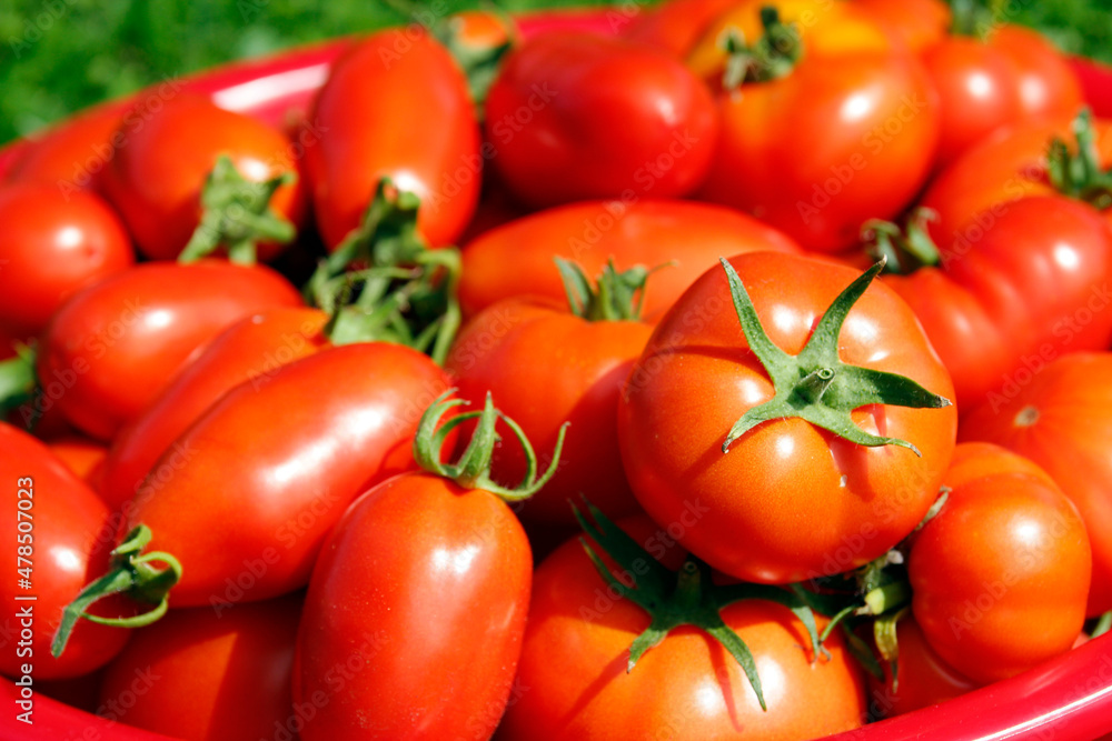 Top view of delicious tomatoes. Vegetable market concept Top view of delicious tomatoes. Vegetable market concept
