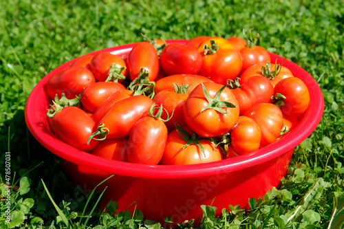Red tomatoes in a basket on the grass