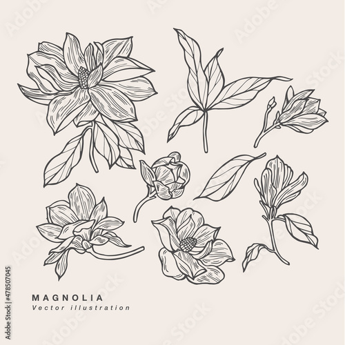 Hand draw vector magnolia flowers illustration. Floral wreath. Botanical floral card on white background.