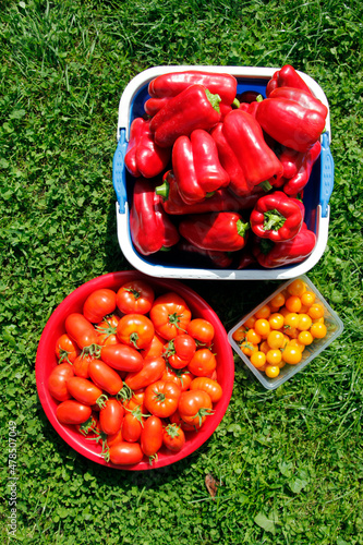 Red and yellow tomatoes in a basket on the grass